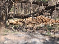 Marion, Romane South Africa 2014 (7 of 45) : KNP Pretoriuskop, Marion visit
